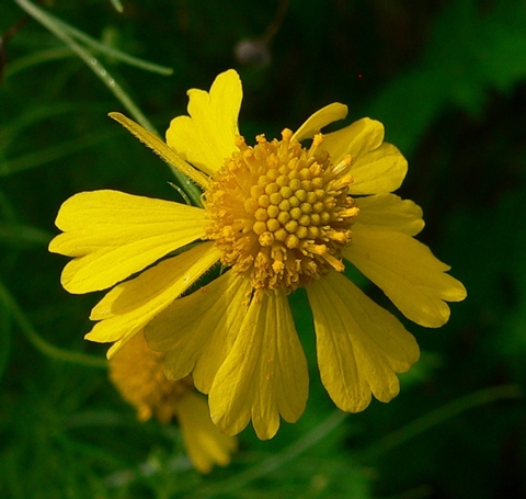 {Helenium amarum}